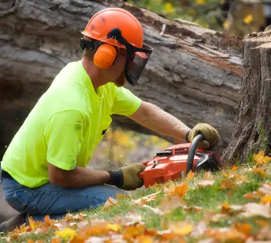 tree services Pocomoke City